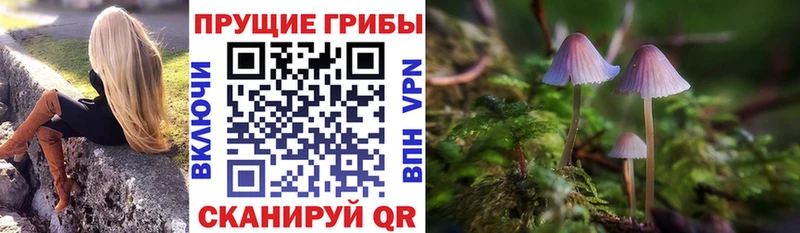как найти закладки Вилючинск Псилоцибиновые грибы прущие грибы